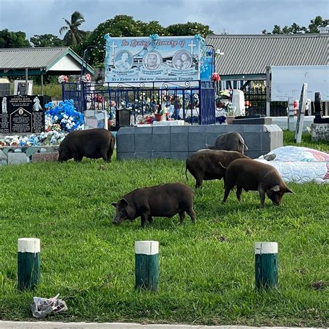 FISHING PIGS (2026) All You Need to Know BEFORE You Go (with Photos ...