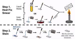 Image result for Simple Stain Procedure