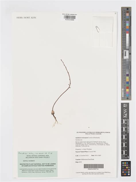 Stylidium torticarpum Lowrie & Kenneally | Plants of the World Online ...