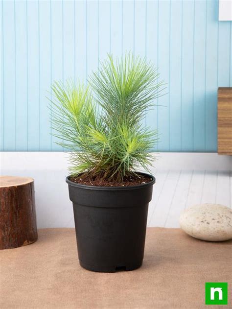 Buy Pine Tree - Plant online from Nurserylive at lowest price.