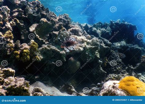 Lionfish Venomous Coral Reef Fish, Invasive Species (Pterois Volitans) Tropical Waters Stock ...