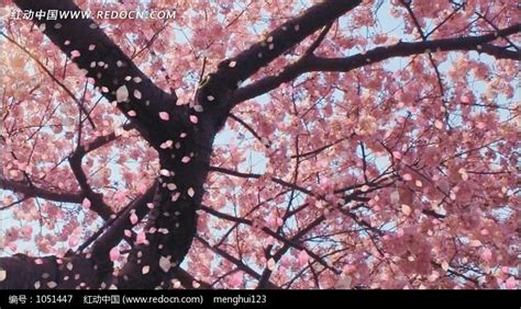 超大高清樱花雨视频图片_动态背景_编号1051447_红动中国