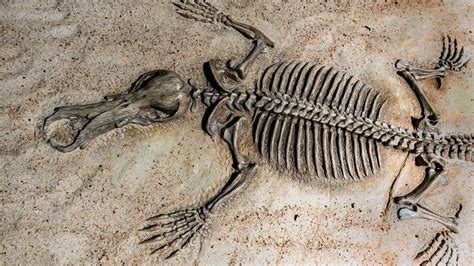 Was ist ein Fossil? Kurz und knapp erklärt