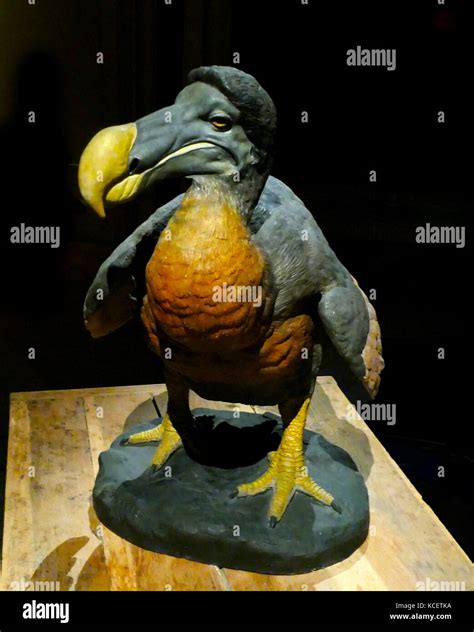 Extinct dodo bird hi-res stock photography and images - Alamy