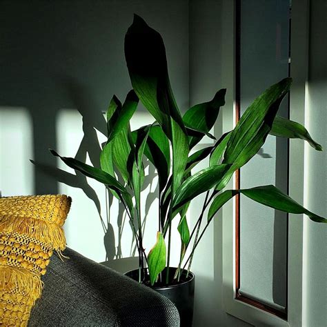 10 Indoor Plants That Can Grow Without Sunlight