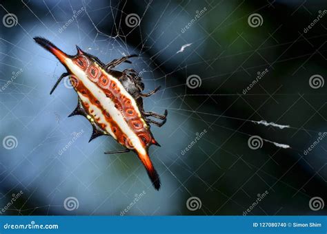 Beautiful Spider, Spiny Orb-weaver Stock Photo - Image of animal ...