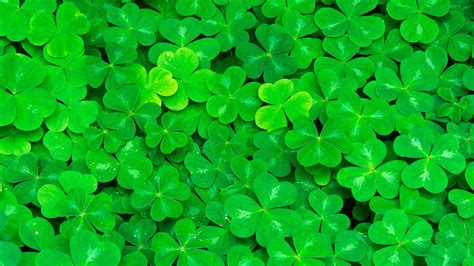 Multiple Green Four Leaf Clovers HD Four Leaf Clover Wallpapers | HD ...
