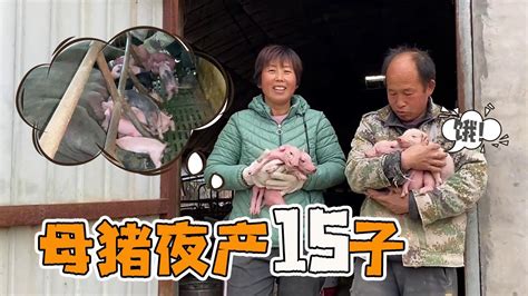 母猪一夜就产15个猪崽，五颜六色真可爱，大妮和常输越看越喜欢【农村傻大妮儿】 - YouTube