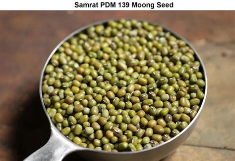 Moong Seeds - UTPANN PDM 139 MOONG SEED Trader - Retailer from Bhopal