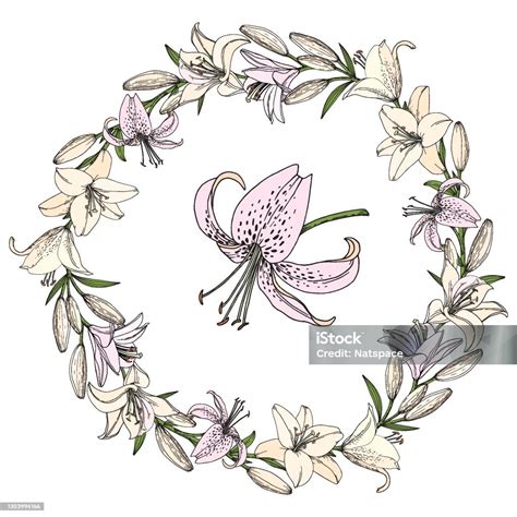 Set Lily Blume Knospe Und Blatt Hand Gezeichnete Illustration Vektorbild Im Skizzenstil Stock ...