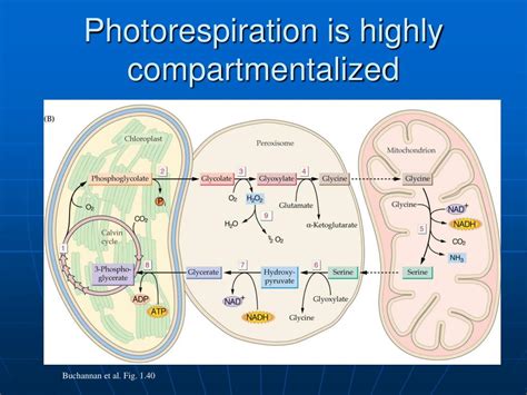 Biochemistry 的图像结果