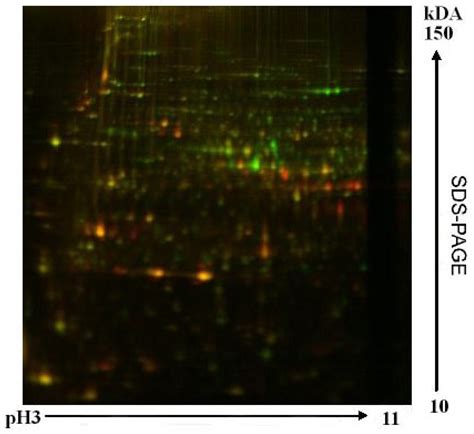 Eukaryotic Organisms in Extreme Acidic Environments, the Río Tinto Case