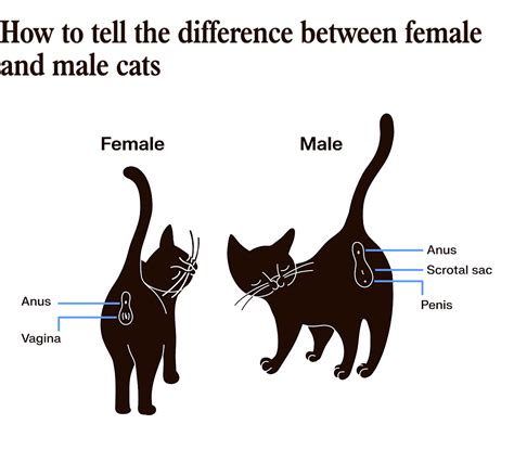 Male Cat Anatomy Male Genital Tract | Veterian Key