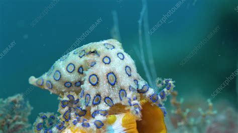 Image result for Blue-Ringed Octopus Green