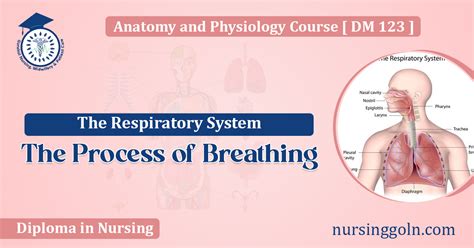 Image result for Respiratory System Breathing Process