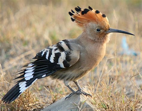 Eurasian Hoopoe - Upupa epops - Upupidae - Upupiformes - Birds of India