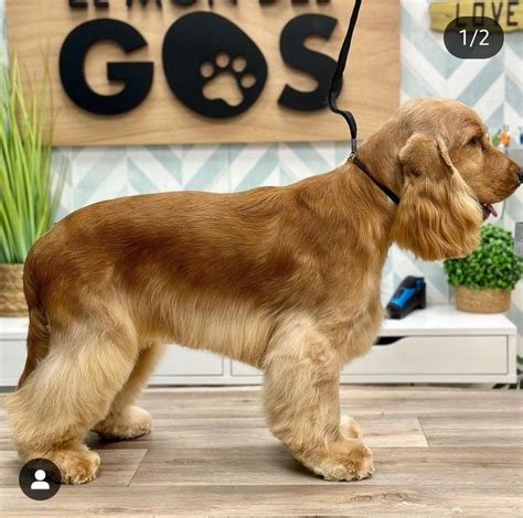 20 best cocker spaniel haircuts for your puppy – Artofit