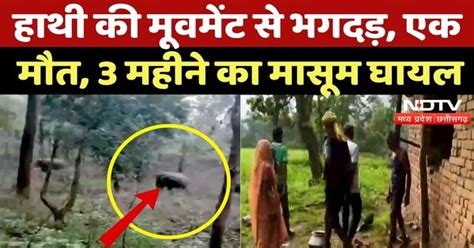 Anuppur News: Elephant की मूवमेंट से भगदड़, एक मौत, 3 महीने का मासूम ...