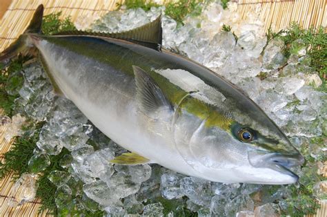 Рыба Хамачи, тушка непотр. с головой 5-7 кг, охл. (HAMACHI / Yellowtail ...
