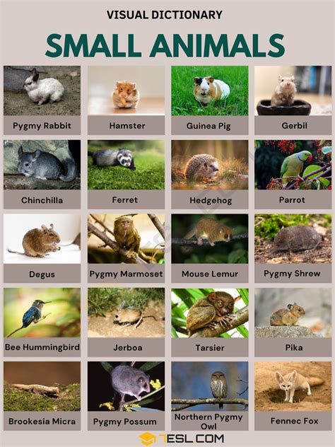 3 Letter Animals Name Pet