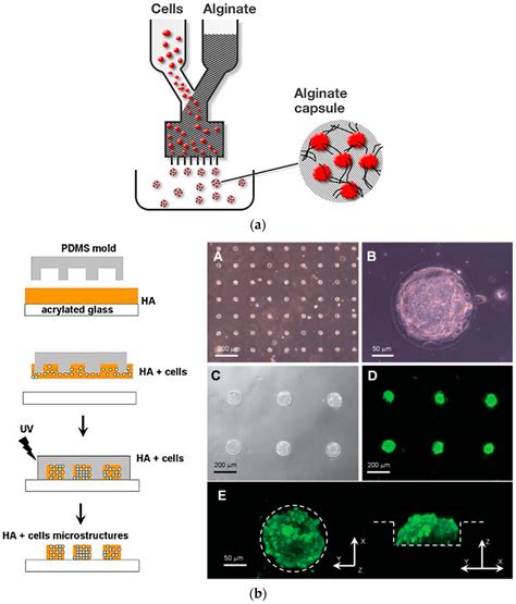 Image result for Cellular Microarray
