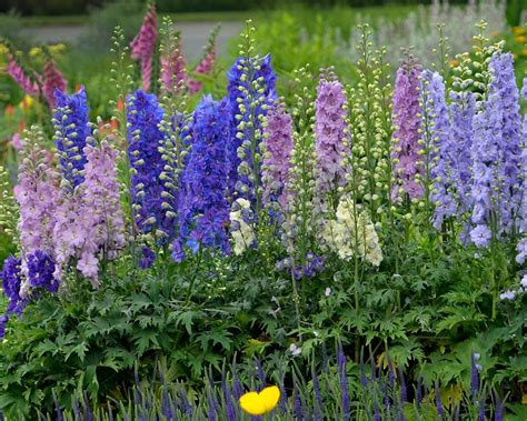 Delphinium: How to Plant, Grow and Care for Delphinium Flower | HGTV