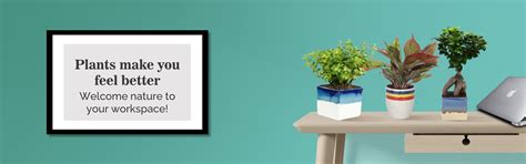 Online Live Indoor Plants & Planters For Decor, Green Gifts, Gardening ...