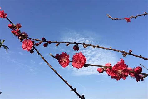 【巨峰寺桃花节摄影图片】巨峰寺风光摄影_太平洋电脑网摄影部落