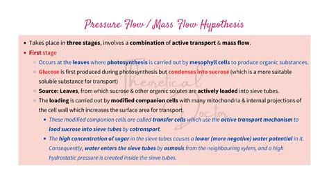 Phloem Loading a Level 的图像结果