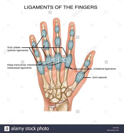 volunteers ulnar collateral ligament metacarpophalangeal stability ...