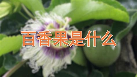 百香果怎么种？百香果的种植方法和注意事项 - 花儿谷