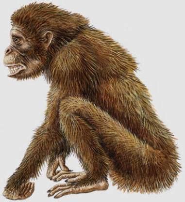 Image result for Dryopithecus