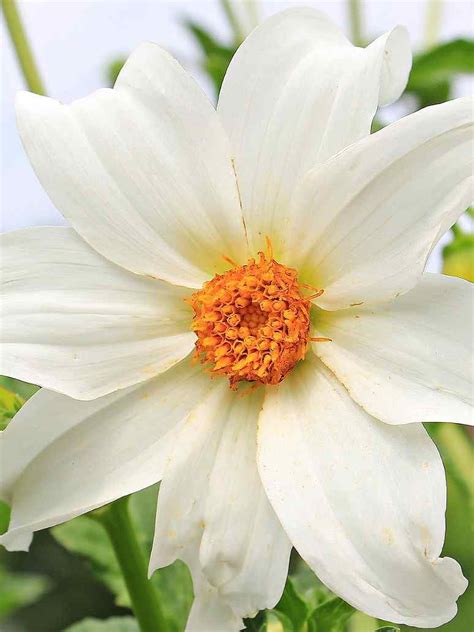 Dahlia Variabillis Top Star Beauty Mix-Open Pollination Seeds – seed ...