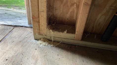Large Piles of Sawdust in Shed...Carpenter Ants, Something Else? How to ...