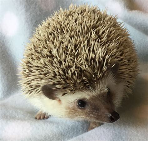 Breeding Hedgehogs | Pet pigs, Cute hedgehog, Hedgehog habitat