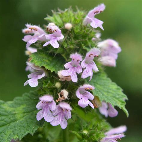 Horehound Growing Guide – HOSS
