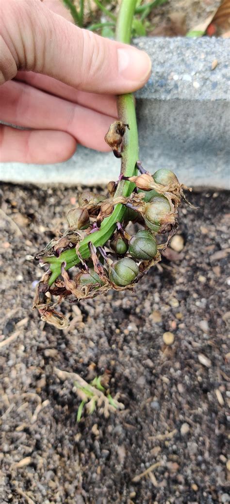 hyacinth after flowering : r/gardening
