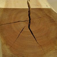 10 Different Types of Defects in Timber -BuildersMART