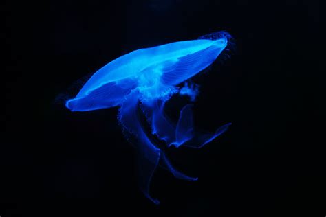 Free Images : nature, glowing, animal, dark, underwater, swim, peaceful ...