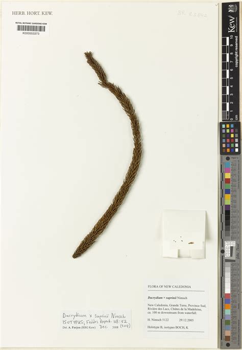 Dacrydium × suprinii Nimsch | Plants of the World Online | Kew Science