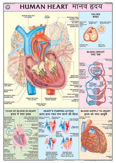 Buy HPM10 | TeachingNest | Human Heart Chart 70x100 cm | English ...