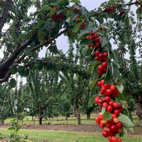 Rocky Creek Farm Gate (Main Ridge) - 2022 What to Know Before You Go ...