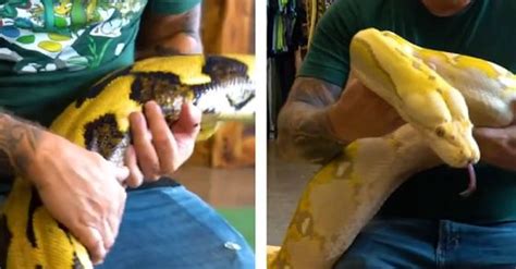 भला सांप से भी खेलता है कोई! इस शख्‍स ने पाला अजीबोगरीब शौक, बच्‍चों की ...