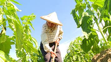 庄稼 的图像结果