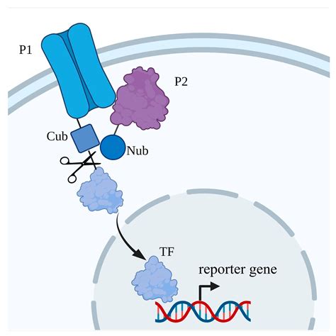 Yeast Heterologous Expression Systems for the Study of Plant Membrane ...