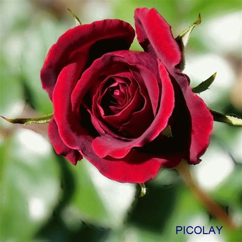 Image result for Picolay Tutorial