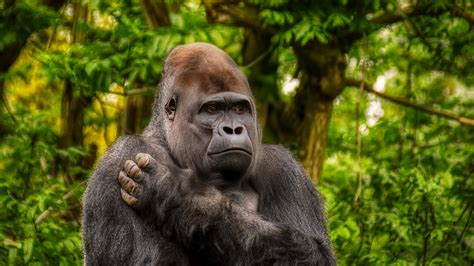 closeup view gorilla monkey animal wildlife plants blur background 4K HD Gorilla Wallpapers | HD ...