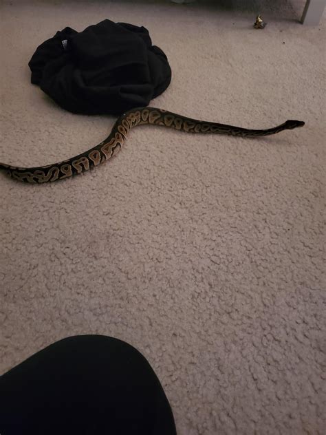 Image result for Ball Python Size Female