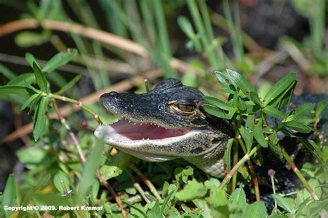 Observation 的图像结果