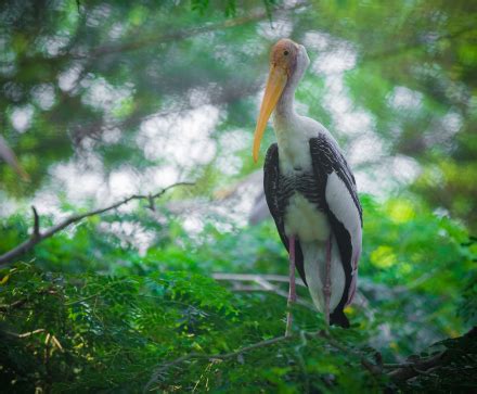Guindy Children Park